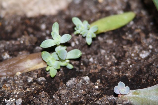 echeveria